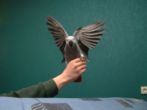 tina Avisos gratis en Mexico lindo en Ciudad de Mexico |  Hazme una oferta que no puedo negar (loro gris africano) a precios moderado, (loro gris africano) 