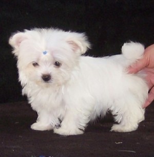 michael Avisos gratis en Mexico lindo en Playas de Rosarito |  MALT&eacute;S CACHORRO EN BUSCA DE UNA BUENA CASA, MALT&eacute;S CACHORRO EN BUSCA DE UNA BUENA CASA