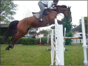 Argentina Horses Avisos gratis en Mexico lindo en Ciudad de Mexico |  Venta de Caballos para Salto, Caballos para salto