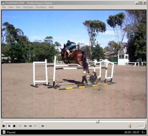 Argentina Horses Avisos gratis en Mexico lindo en Calakmul |  Caballos  Argentina  Horses, Venta de caballos 