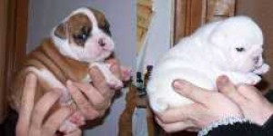 jikson Avisos gratis en Mexico lindo en Mexicaltzingo |  encantadora cachorros Bulldog Ingl&eacute;s., cachorros Bulldog Ingl&eacute;s.