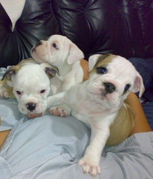 Marisa Avisos gratis en Mexico lindo en Azcapotzalco |  Bulldog Ingles Cachorros 3 meses, disponible macho y hembra