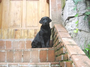 Juan Cabrera Avisos gratis en Mexico lindo en Tlalnepantla de Baz |  HERMOSA HEMBRA LABRADOR OCHO MESES, PEDIGREE INTERNACIONAL