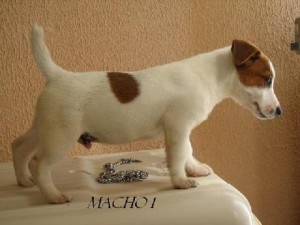  Avisos gratis en Mexico lindo en Ciudad de Mexico |  Vendo Cachorros Jack Russell Terrier: 5,000 Mex$, finisimos jacks de 12 semanas de nacidos.la madre esta ala vista y es hija de un