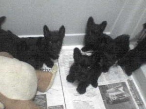  Avisos gratis en Mexico lindo en Ciudad de Mexico |  Vendo Cachorritas Scotch Terrier Negras: 2,500 Mex$, HERMOSAS CACHORRITAS SCOTCH TERRIER COLOR NEGRO, NACIDAS EL PASADO 27 DE JULIO 2