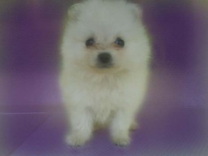 Carolina Orozco Avisos gratis en Mexico lindo en Guadalajara |  HERMOSOS CACHORROS POMERANIA EN VENTA, 3 cachorros en venta