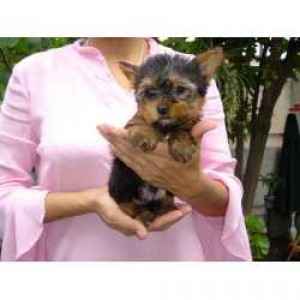 miraleeperez Avisos gratis en Mexico lindo en Tecate |   FABULOSOS CACHORRITOS YORKSHIRE TERRIER , YORKSHIRE TERRIER 