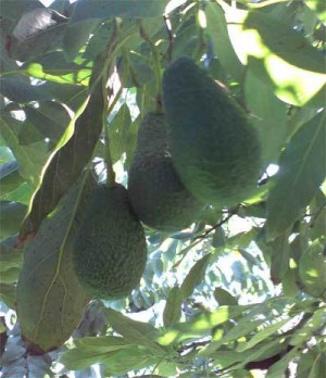 Griselda Avisos gratis en Mexico lindo en Morelia |  Huerta de aguacate, Cerca de Acuitzio