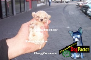 Dogfactor Mexico Avisos gratis en Mexico lindo en Gustavo A. Madero |  french poodle tacita de te garantizados por escrito, Los mas chiquititos hacemos envios y aceptamos tarjetas , estan garantizado