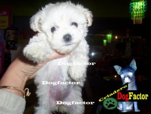 Dogfactor Mexico Avisos gratis en Mexico lindo en Gustavo A. Madero |  Bichon Maltes Micro garantizados por escrito, Los mas chiquititos hacemos envios y aceptamos tarjetas , estan garantizado