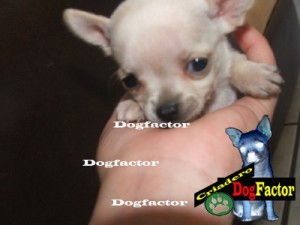 Dogfactor Mexico Avisos gratis en Mexico lindo en Gustavo A. Madero |  Chihuahue&ntilde;os de Bolsillo garantizados por escrito, Los mas chiquititos hacemos envios y aceptamos tarjetas , estan garantizado