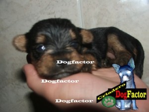 Dogfactor Mexico Avisos gratis en Mexico lindo en Gustavo A. Madero |  Yorkshire terrier tcup garantizados por escrito, Los mas chiquititos hacemos envios y aceptamos tarjetas , estan garantizado