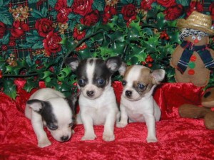  Avisos gratis en Mexico lindo en Aguascalientes |  Chihuahua cachorro para la venta, daddytahnu