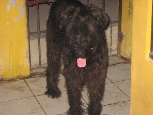 MARIO HERNANDEZ Avisos gratis en Mexico lindo en Tampico |  SCHNAUZER GIGANTE, NOVIA DE SCHANUZER GIGANTE