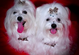 lisa lopez Avisos gratis en Mexico lindo en Veracruz |  2 Perritos Malteses Para Gratis!, 2 Perritos Malteses Para Gratis!