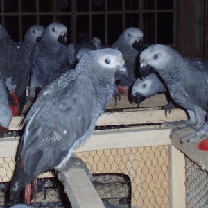 monah  floresh Avisos gratis en Mexico lindo en Ciudad de Mexico |  Loros y huevos de loro frescos para la venta., Loros y huevos de loro frescos para la venta.