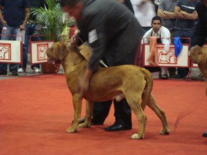 marco Avisos gratis en Mexico lindo en Ecatepec |  dogo de burdeos para maquila(monta), campeon mexicano para maquila 