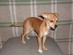 Carmen Solis Avisos gratis en Mexico lindo en Iztapalapa |  Hermosos cachorro chihuahue&ntilde;o..URGE..Buen regalo de Reyes!!!, Es un cachorro muy hermoso y cari&ntilde;oso