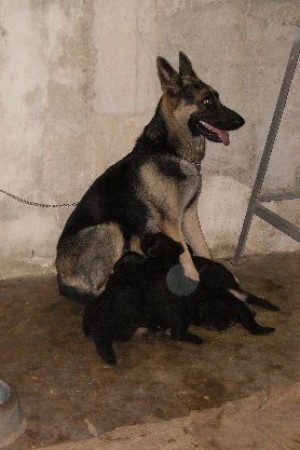 Armando Chan Avisos gratis en Mexico lindo en M&eacute;rida |  PRECIOSOS CACHORROS PASTOR ALEMAN DE 2 MESES, VENGA A VERLOS SE LLEVARA UNO