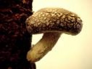 Edgar  Avisos gratis en Mexico lindo en Milpa Alta |  Adios Alas Alergias , Sheng Take 