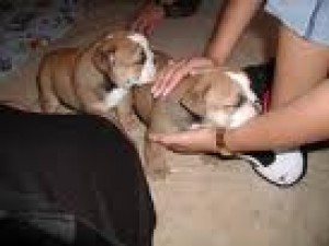 monicakall Avisos gratis en Mexico lindo en Loreto |   Machos y hembras cachorros Bulldog Ingl&eacute;s para un nuevo hogar, Bulldog cachorros 