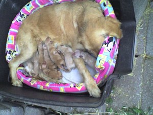 lu Avisos gratis en Mexico lindo en Iztacalco |  hermosos cachorros golden en venta!!!!, hermosos cachorros en venta