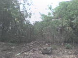 jorge fuentes Avisos gratis en Mexico lindo en Comala |  Terrenos en venta en Colima, Terreno en Colima en Venta