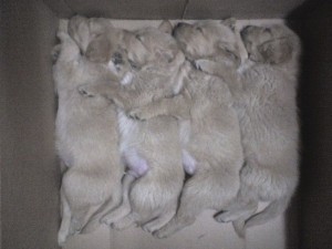 lulu Avisos gratis en Mexico lindo en Iztacalco |  GOLDEN RETRIEVERS BEBES EN VENTA, CACHORROS GOLDEN EN VENTA