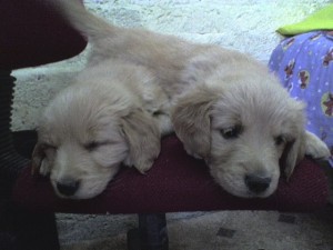 lulu Avisos gratis en Mexico lindo en Iztacalco |  GOLDEN RETRIEVERS CACHORROS EN VENTA!!, HERMOSOS BEBES GOLDEN EN VENTA