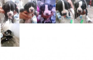 coca Avisos gratis en Mexico lindo en Huehuetoca |  vendo hermosos cachorros de pit bull, son muy jugetones