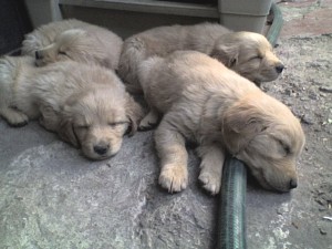lulu Avisos gratis en Mexico lindo en Iztacalco |  GOLDEN RETRIEVER CACHORROS EN VENTA !!!, GALDEN RETRIEVER CACHORROS EN OFERTA