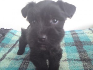 Gaby Avisos gratis en Mexico lindo en Chihuahua |  Cachorros schnauzer, Cachorros schnauzer bonitos