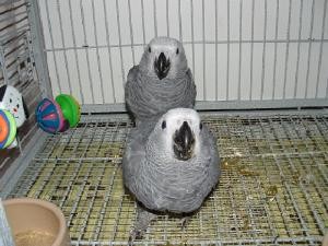 Gladson Thomas Avisos gratis en Mexico lindo en Mexicali |  Los beb&eacute;s destetados loros y papagayos huevos f&eacute;rtiles frescos., Los beb&eacute;s destetados loros y papagayos huevos f&eacute;rtiles frescos.