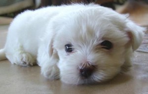 menny Avisos gratis en Mexico lindo en Guadalajara |  hermoso perrito malt&eacute;s para un nuevo hogar, perros