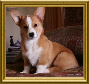 ROXANE RANDOLPH Avisos gratis en Mexico lindo en Jes&uacute;s Mar&iacute;a |  WELSH CORGI PEMBROKE, WELSH CORGI PEMBROKE