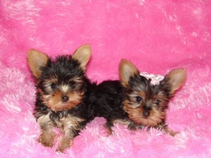 kamine Avisos gratis en Mexico lindo en Naucalpan |  Masculino y Femenino cachorros terrier York Para Casas Precioso,   Masculino y Femenino cachorros terrier York Para bellas casas