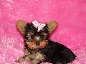 kamine Avisos gratis en Mexico lindo en Magdalena Contreras |   cachorros terrier York Para bellas casas ,  cachorros terrier York Para bellas casas 