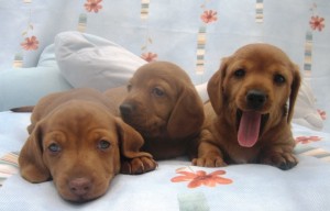 Luis Garcia Avisos gratis en Mexico lindo en Benito Ju&aacute;rez |  Cachorros Dachshund pelo largo y pelo corto, Excelentes ejemplares salchichas