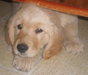 marijo  Avisos gratis en Mexico lindo en Guadalajara |  hermosos cachorros golden retriver, cachorros golden retriver