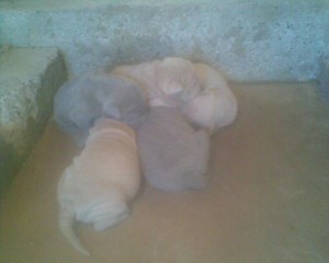 hector Avisos gratis en Mexico lindo en Iztapalapa |  SHAR-PEI AZULES Y LILAS, EXCELENTES SHAR-PEIS AZULES Y LILAS