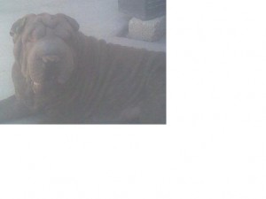 hector Avisos gratis en Mexico lindo en Iztapalapa |  SHAR-PEI SUPER ARRUGADO, SHAR-PEI SEMENTAL