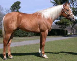 werdemann Avisos gratis en Mexico lindo en Le&oacute;n |  cuarto de milla espectacular, cuarto de milla espectacular