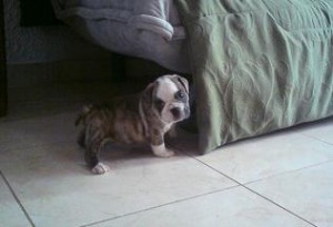 manuel  Avisos gratis en Mexico lindo en Iztapalapa |  cachorra bulldog ingles asi o mas bonita., bulldog ingles cachorra