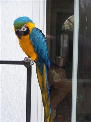 juarez Avisos gratis en Mexico lindo en Ciudad de Mexico |  guacamaya bien entrenado y domesticado loro para usted, guacamaya