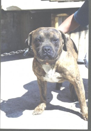 PEDRO ROMERO Avisos gratis en Mexico lindo en Zaragoza |  AMERICAN PIT BULL TERRIER�S, AMERICAN PIT BULL TERRIER�S BOOGER TUDOR Y ELI